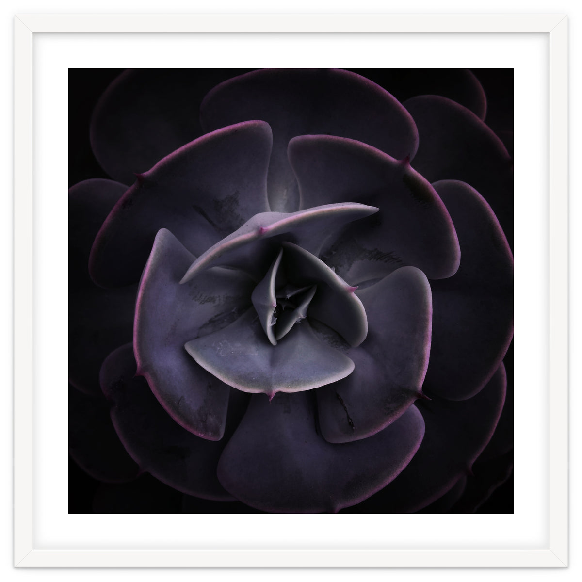 DARKSIDE OF SUCCULENTS VIII