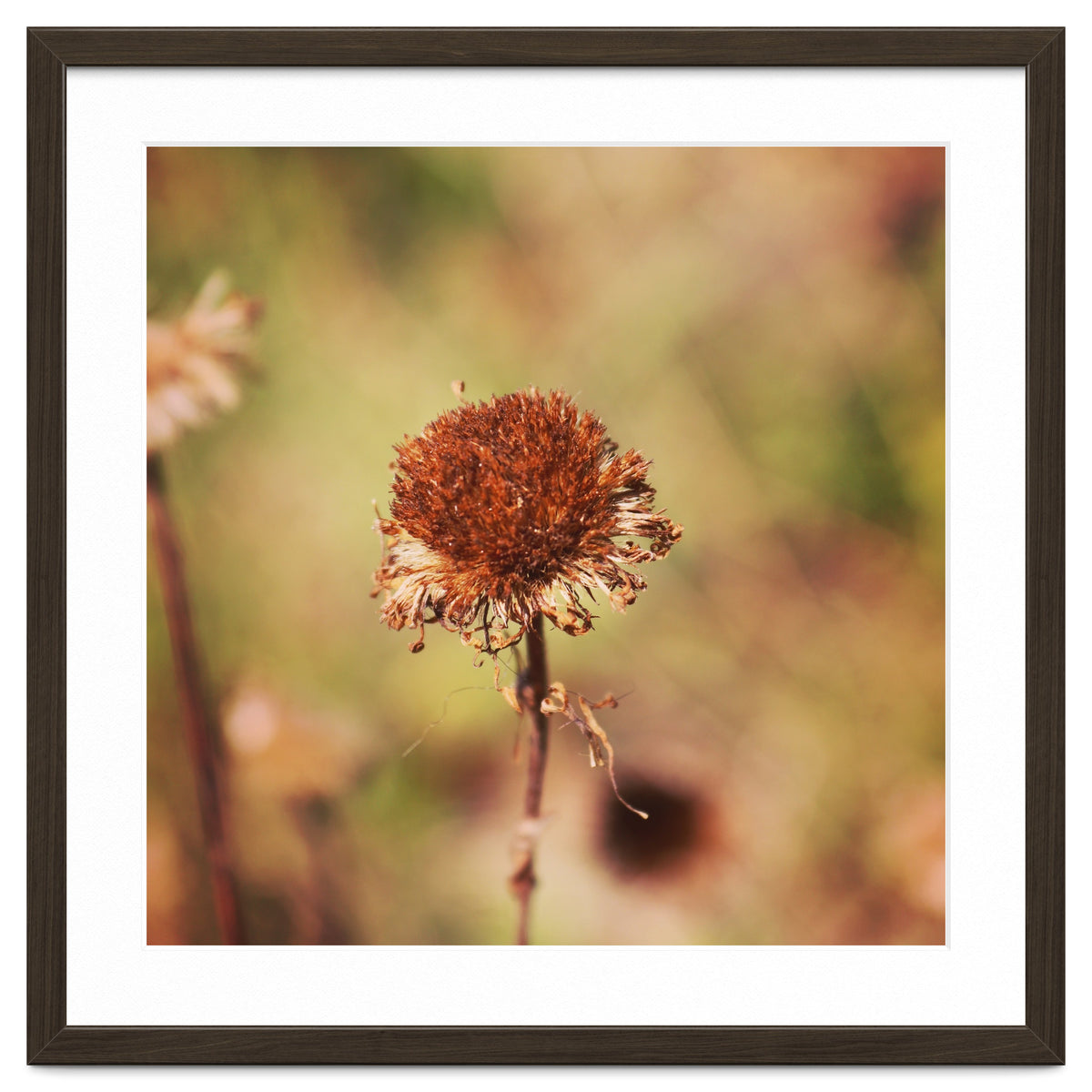dried daisy