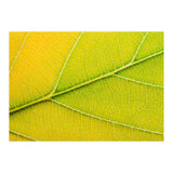 Autumn Leaf (Print Only) thumbnail