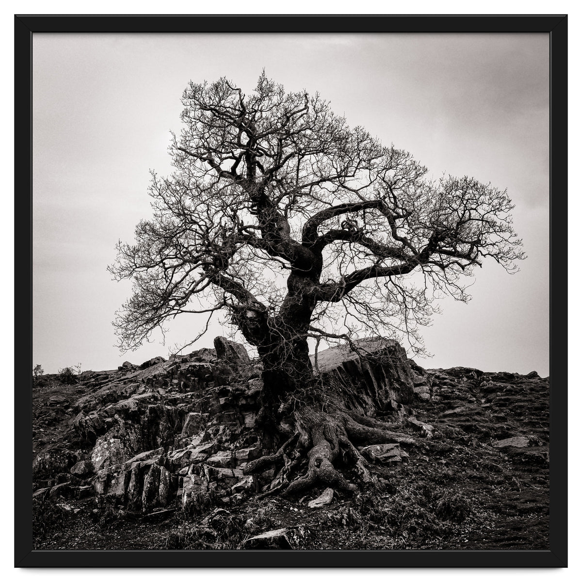 Gnarled Tree