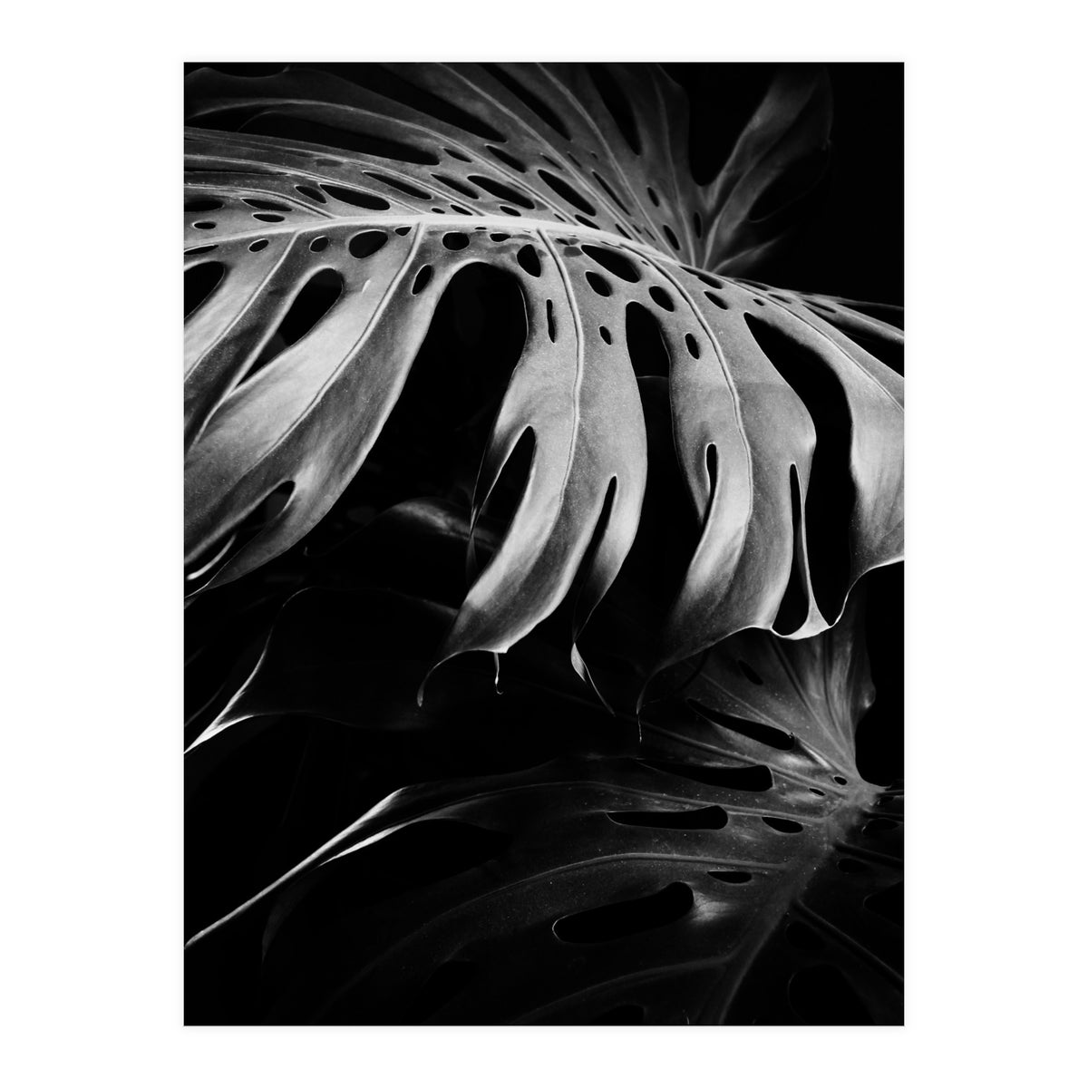 monstera nature (Print Only)