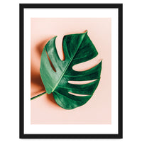 Monstera Shadow