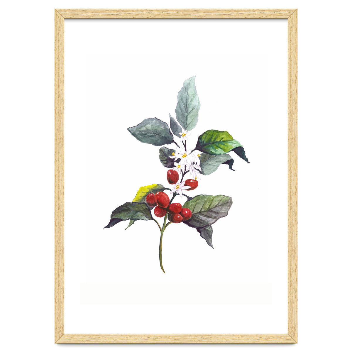 1 Botanical Illustration Kaffee Pflanze