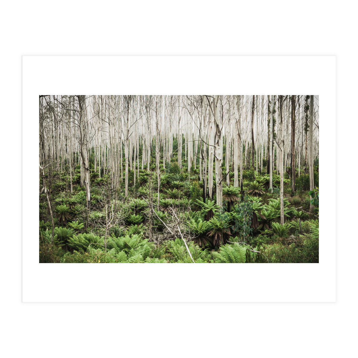Forest After The Fire (Print Only)