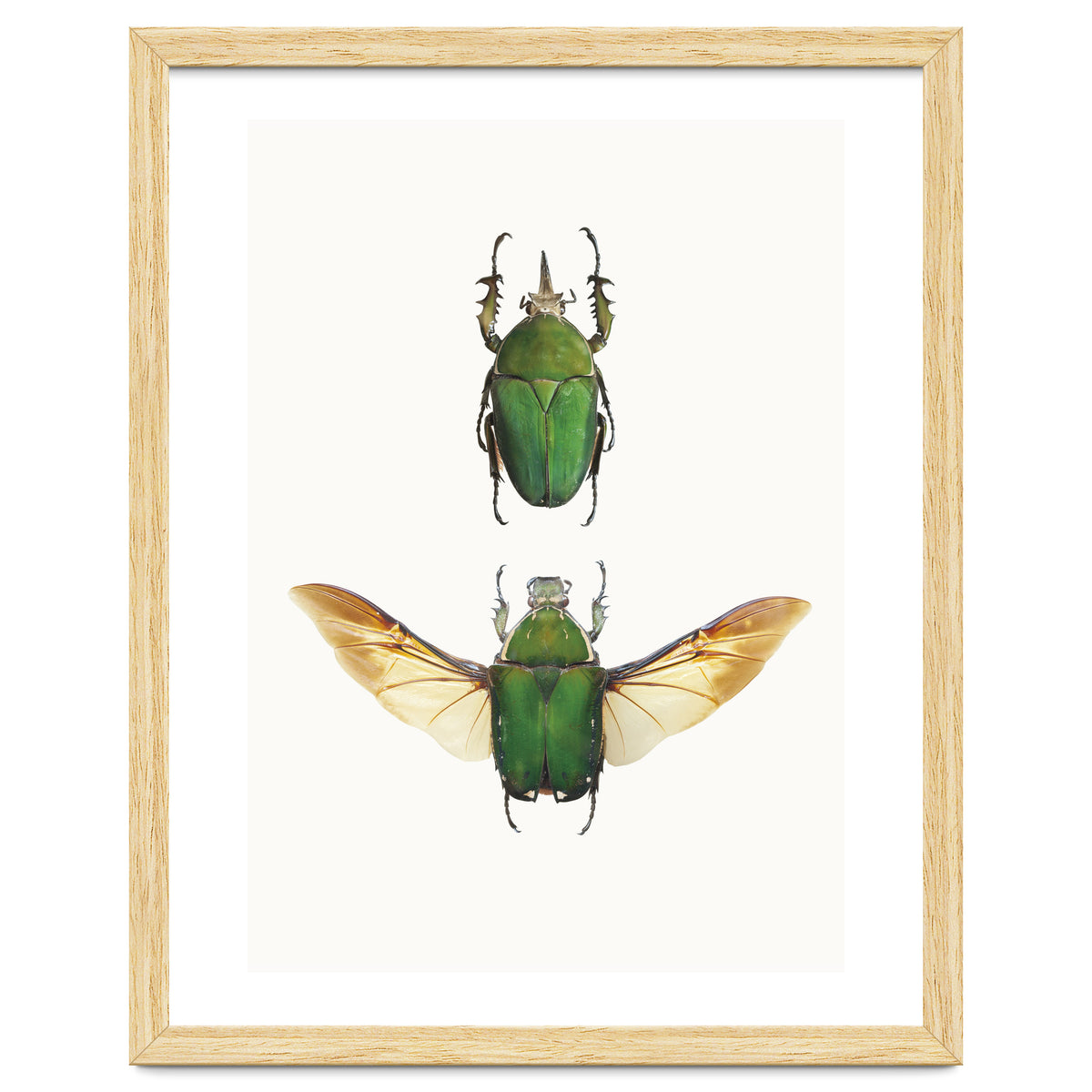 Cc Insects 02