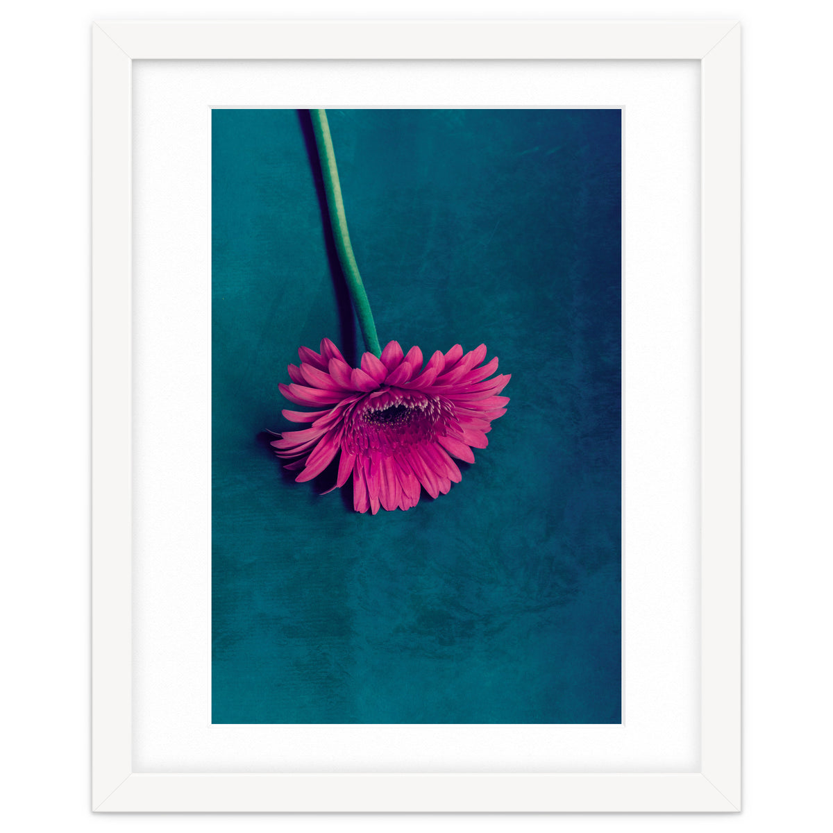 Gerbera for love