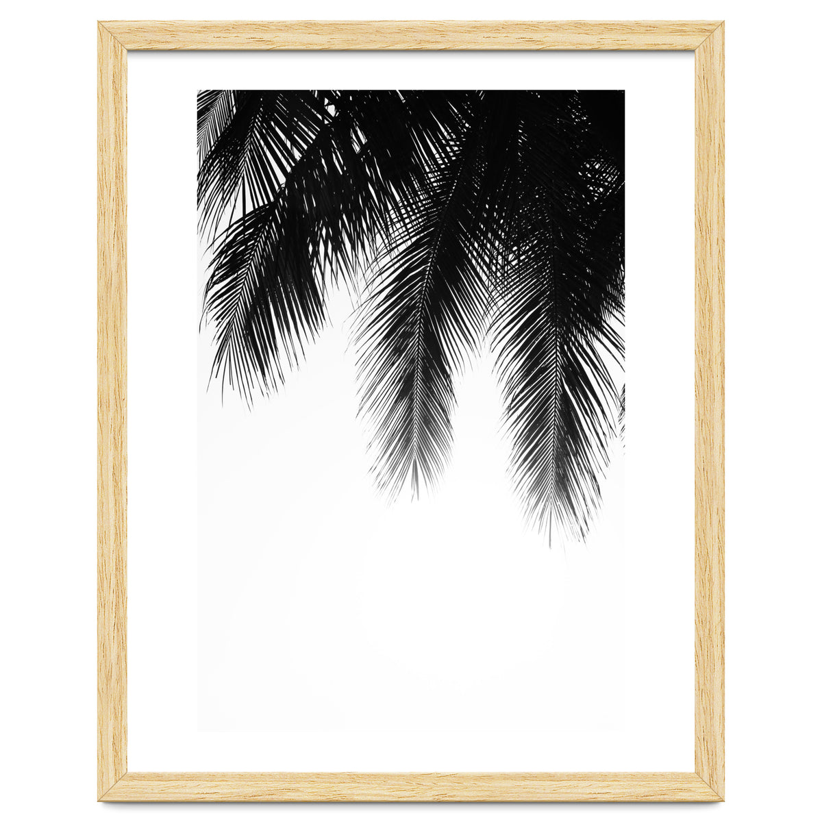 Palm leaves
