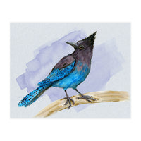 Steller's jay watercolor (Print Only)