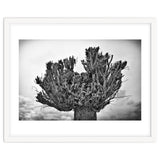 Cut down tree top thumbnail