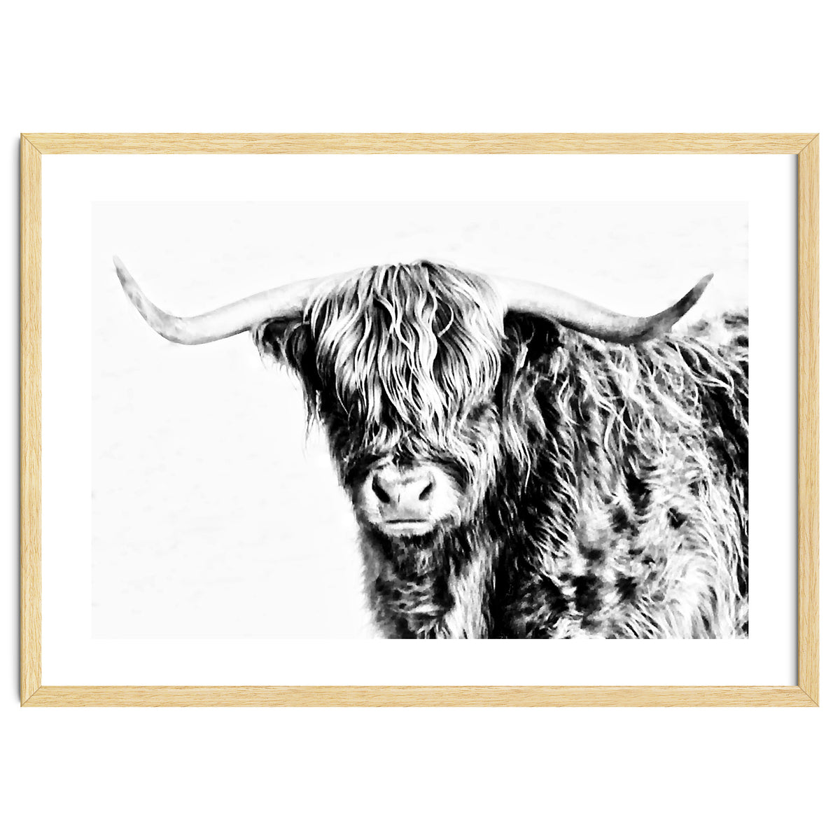 Highland bull