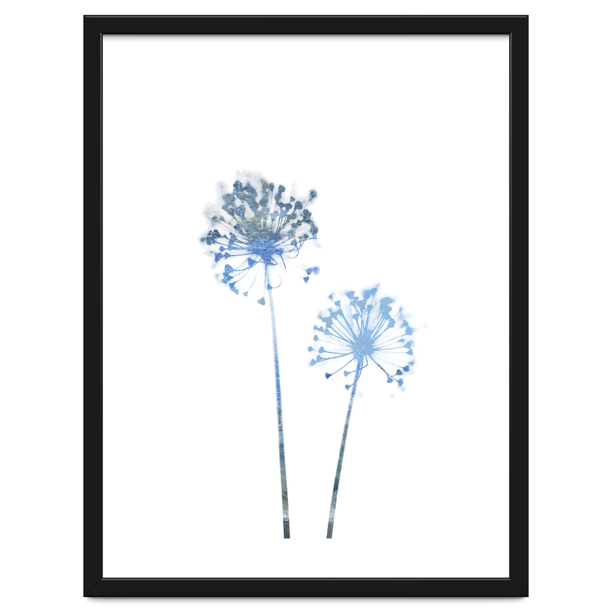 Blue Dandelion