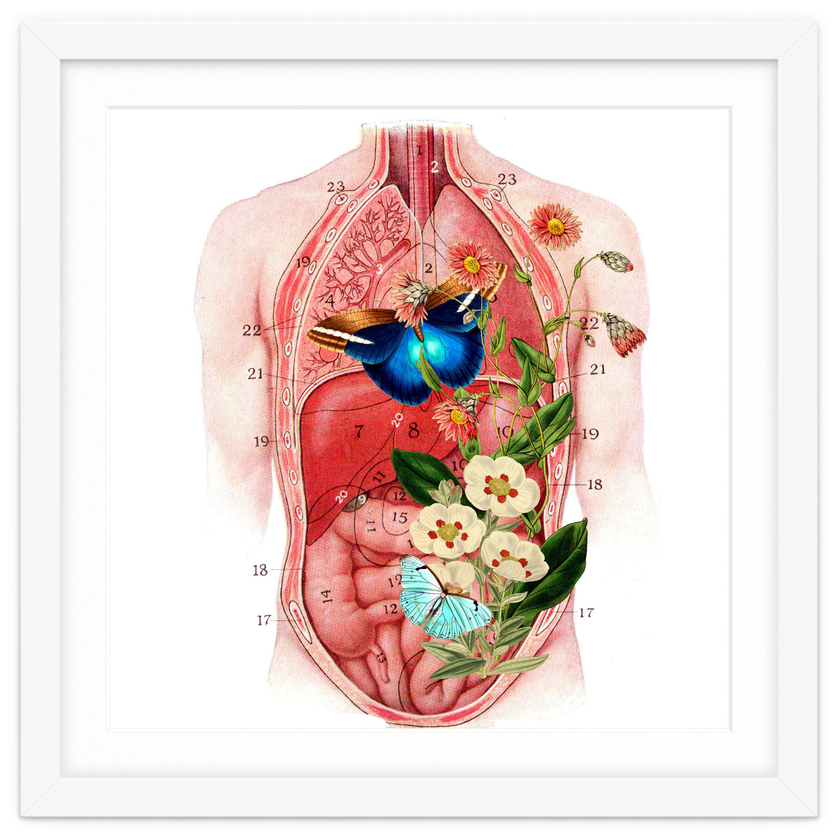 Butterflys In The Belly Makes Flower Grows