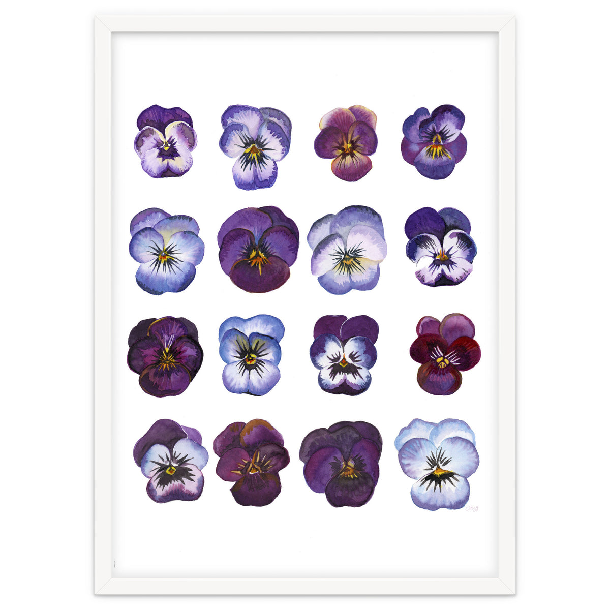 A Watercolour Study Of Violas