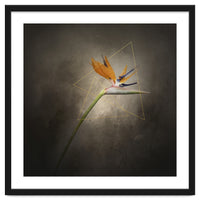Graceful flower - Strelitzia | vintage style