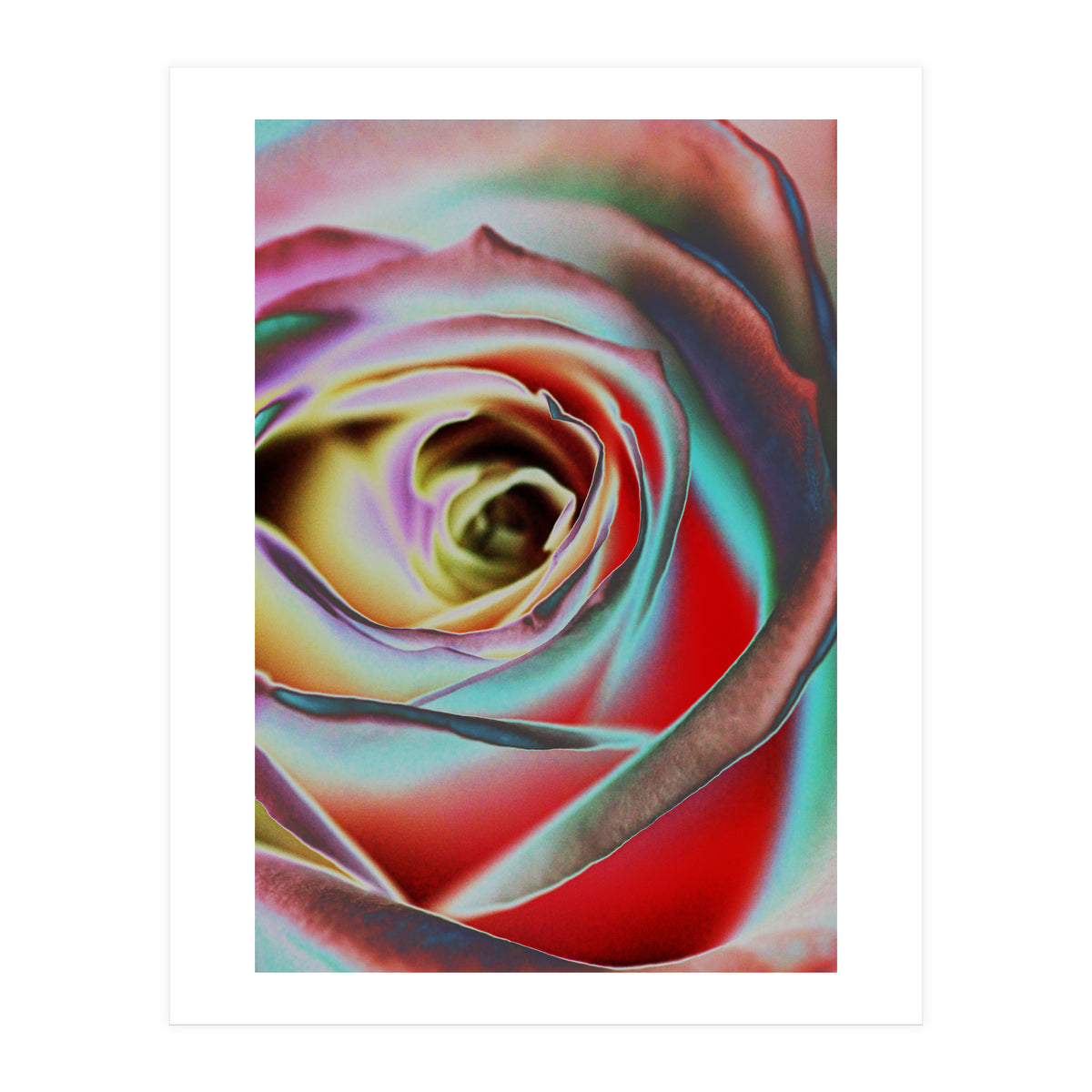 Rose (Print Only)