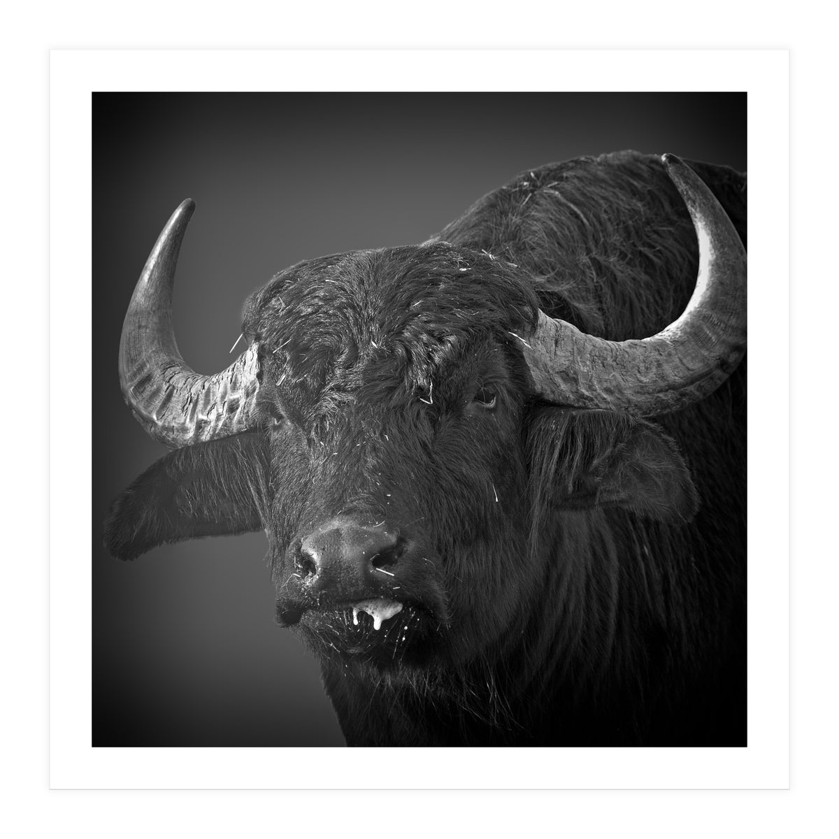 Water buffalo (Print Only)