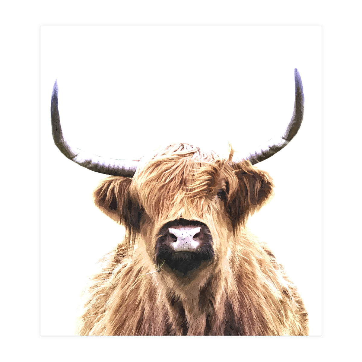Highland Cow Portrait (Print Only)