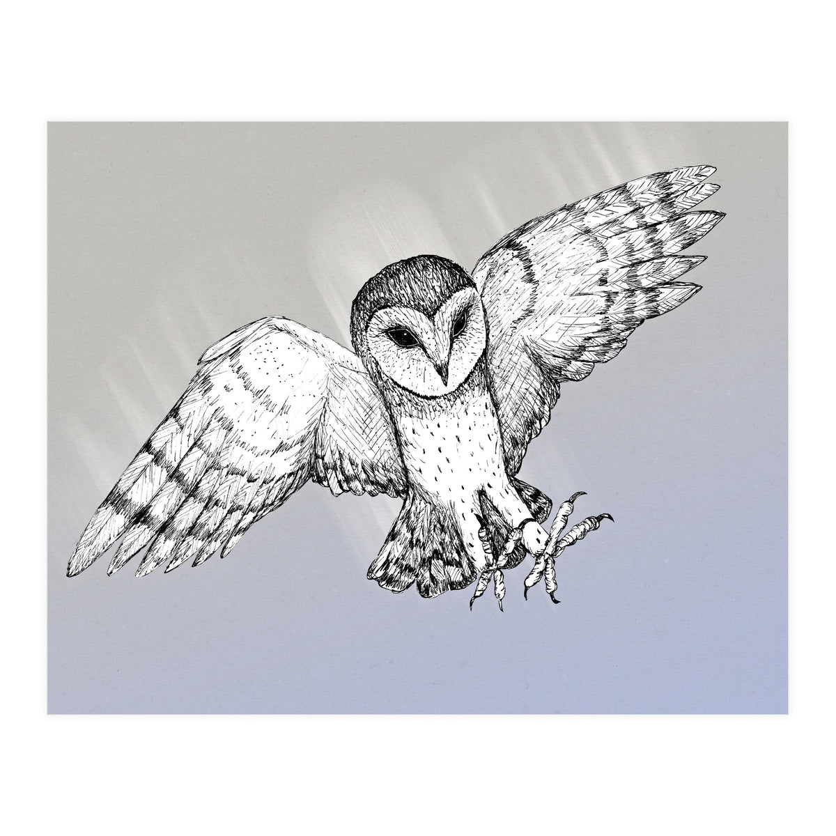 Attacking barn owl (Print Only)