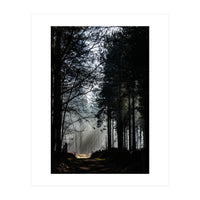 Misty Woodland Morning (Print Only)