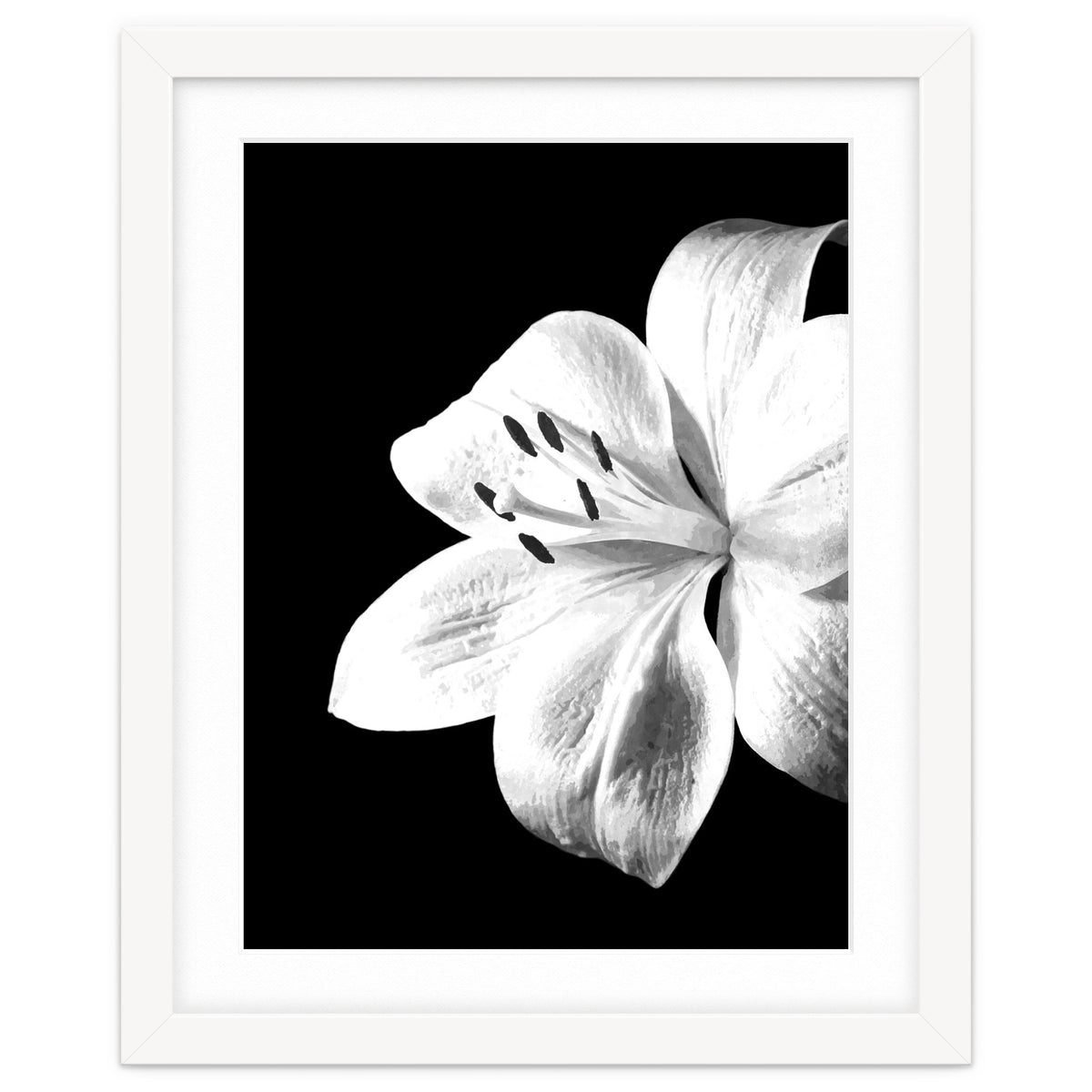 White Lily Black Background