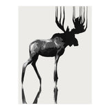 Moose  (Print Only) thumbnail