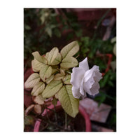 White Rose Garden (Print Only)