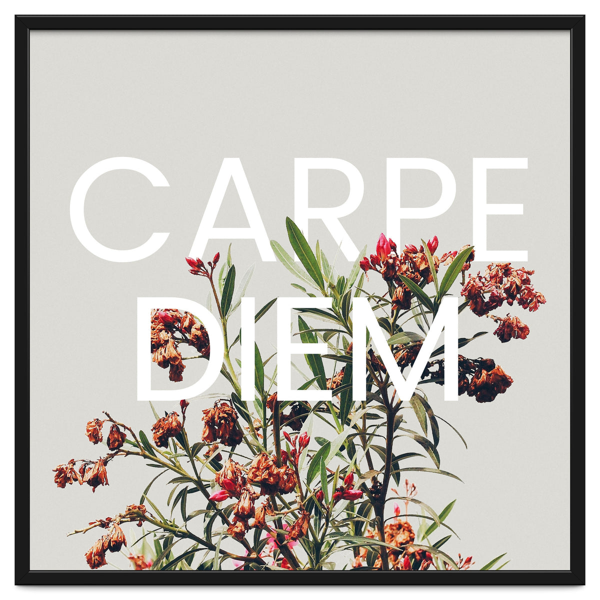 Carpe Diem