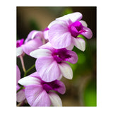Orchidee (Print Only) thumbnail