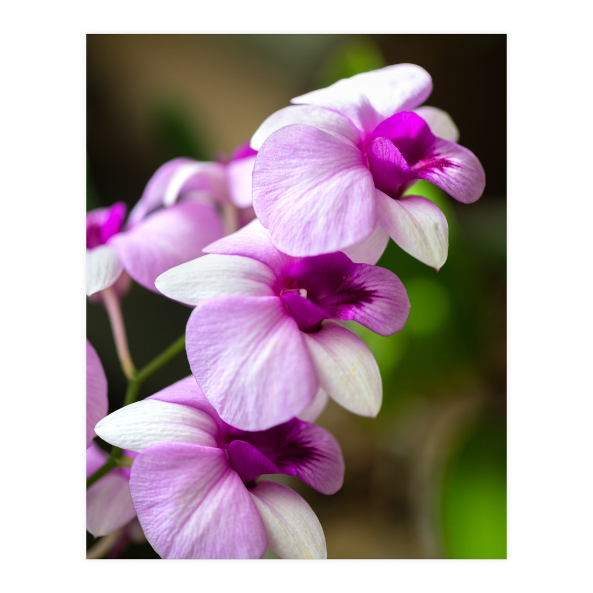 Orchidee (Print Only)