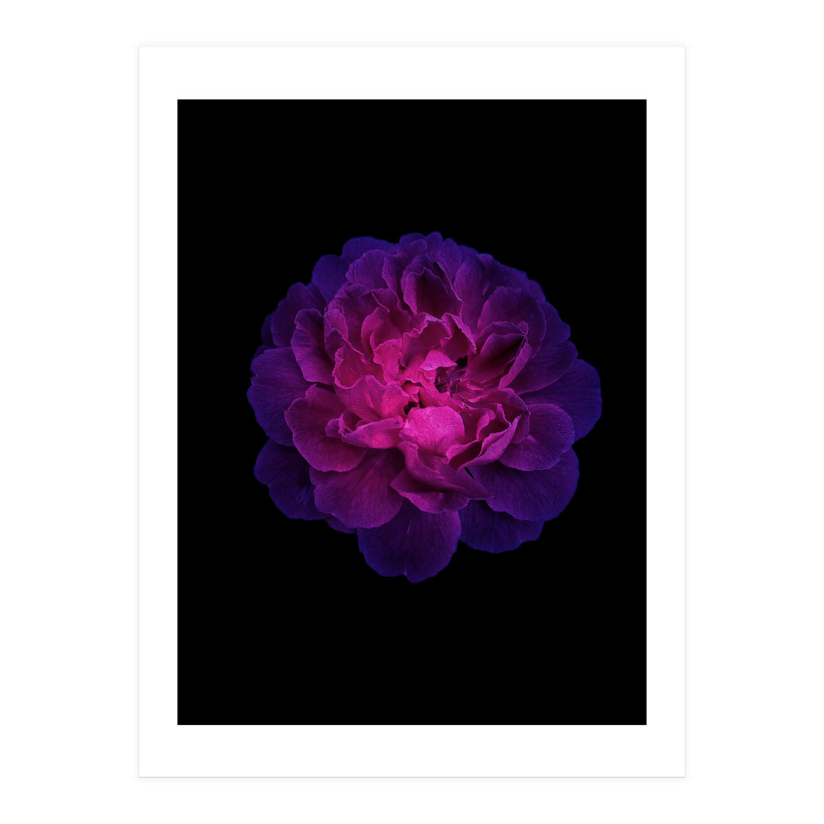 Blooming Nature (Print Only)