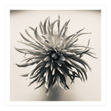 Dahlia (Print Only) thumbnail