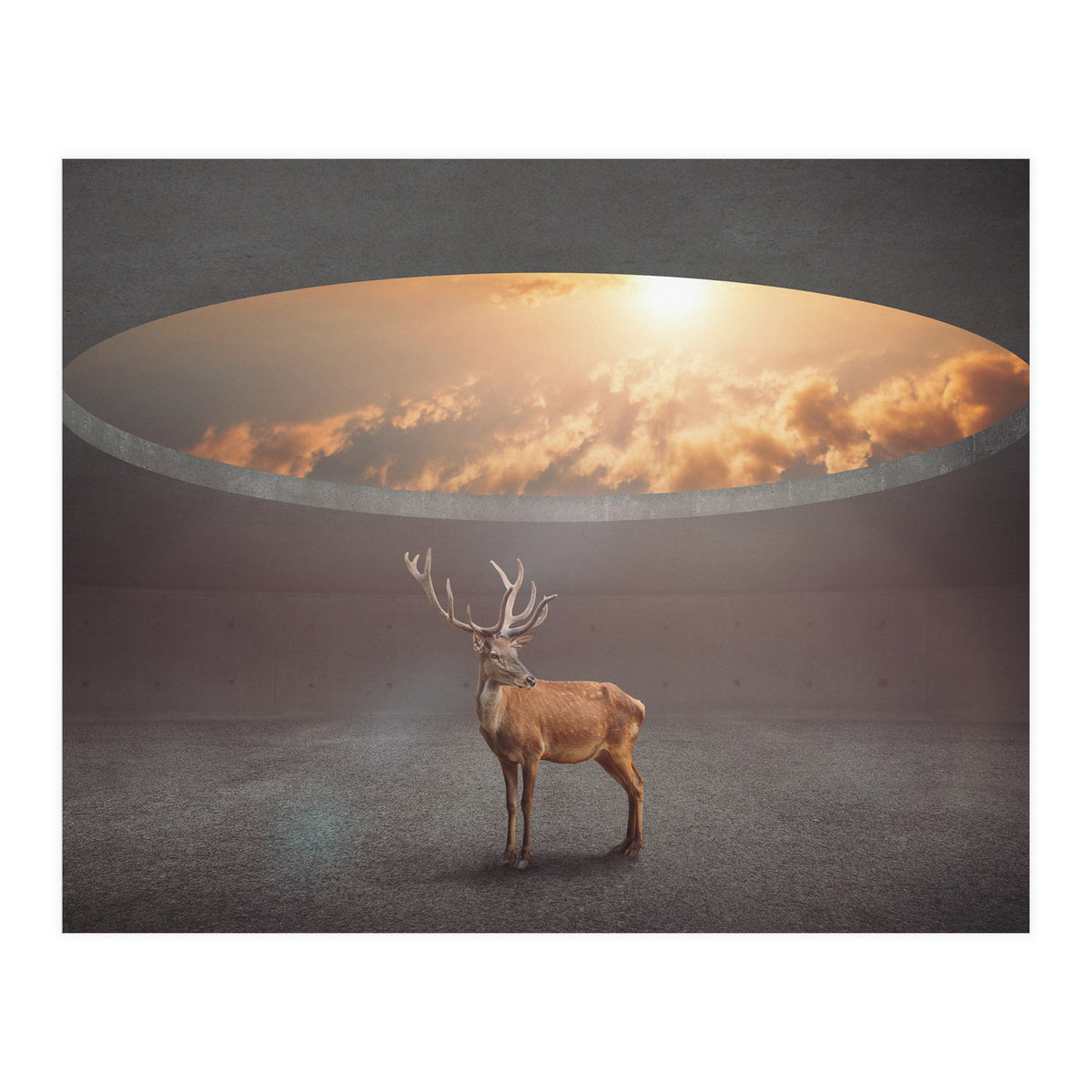 Display Ring (Print Only)