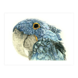 Blue Parrot (Print Only) thumbnail
