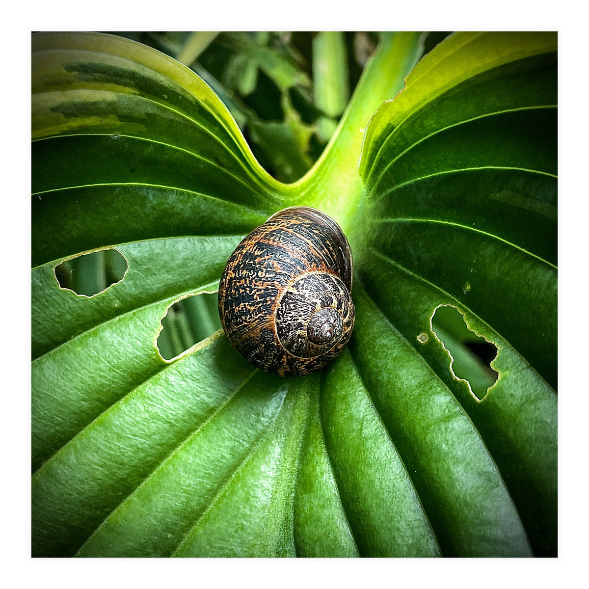 Snail on a hosta leaf (Print Only)