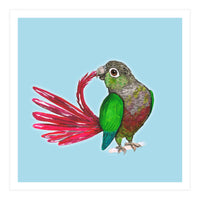 Preening green-cheeked conure (Print Only)