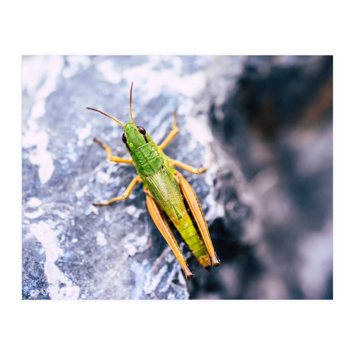 Acid Green (Print Only)