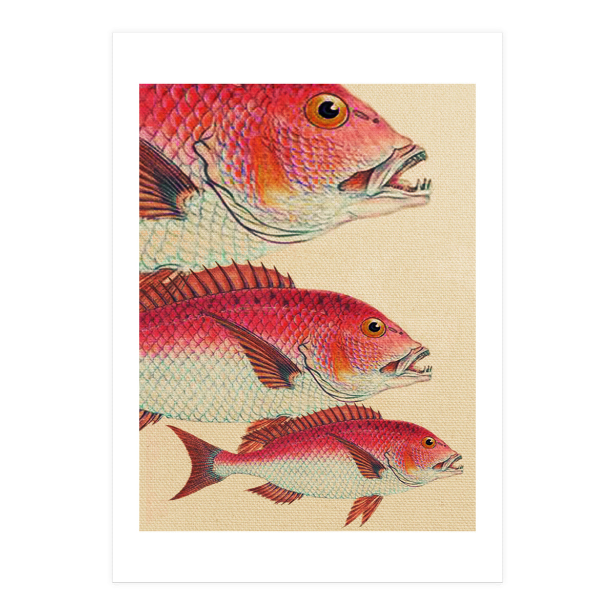 Fish Classic Designs 7 (Print Only)