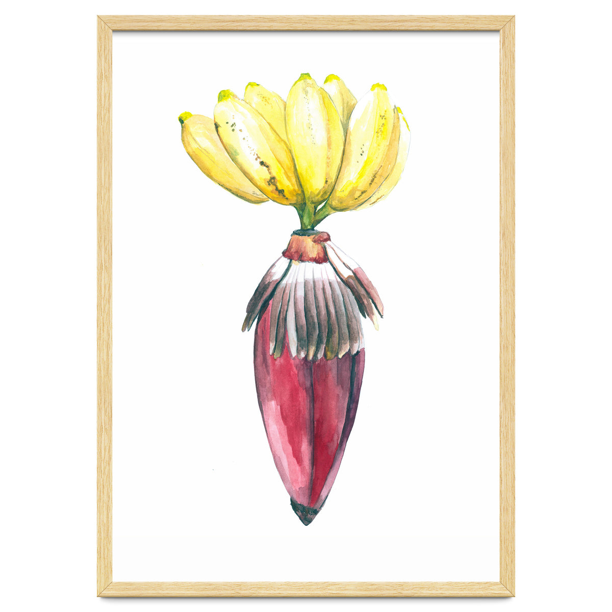 Botanical Illustration Banana