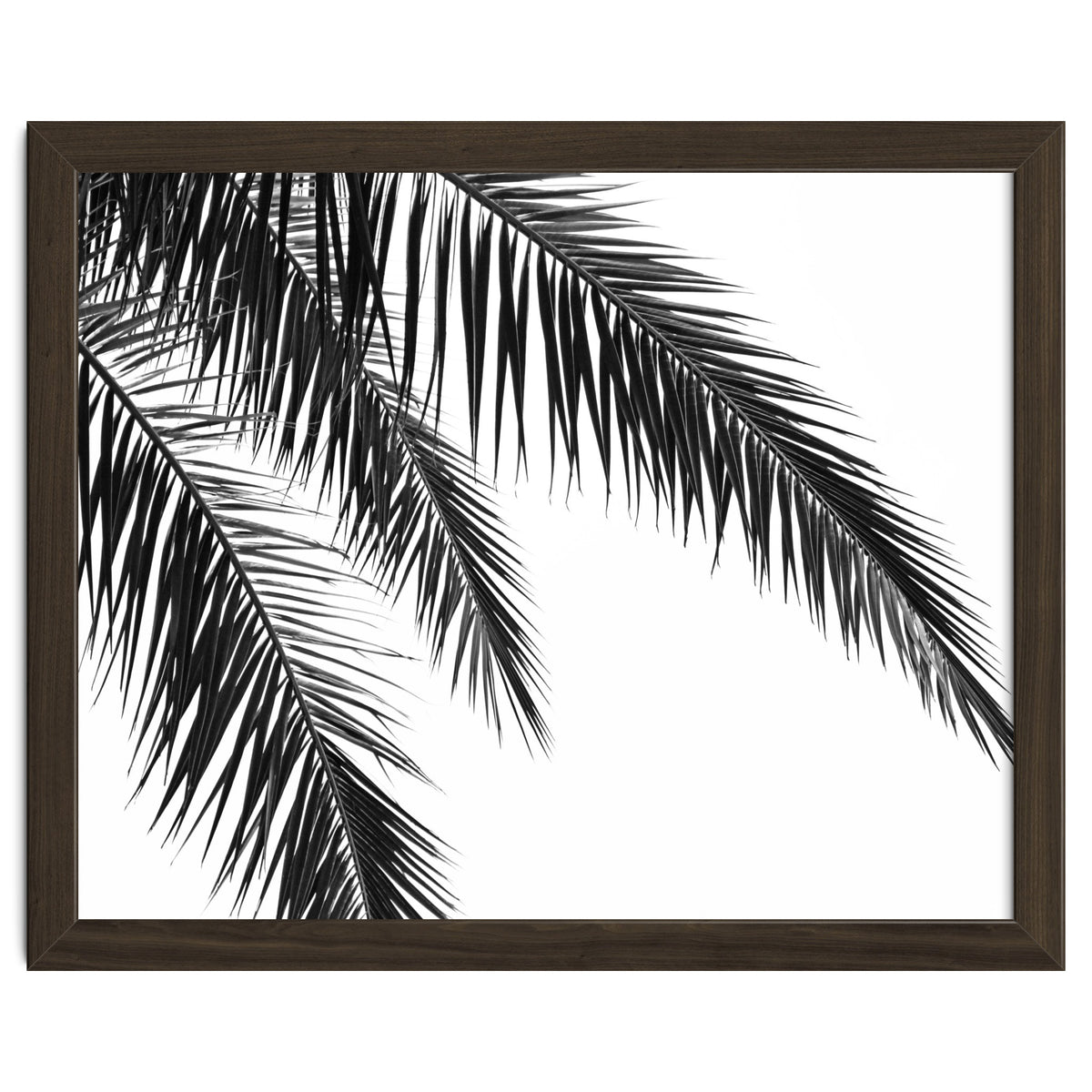 Palm Leaves