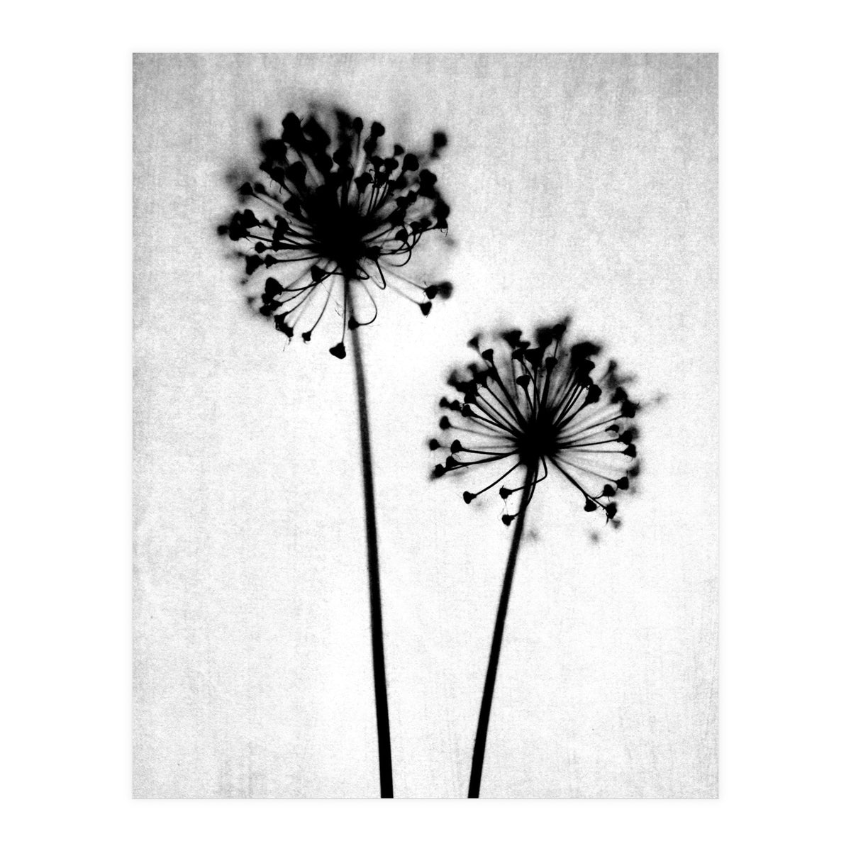 Dandelion  (Print Only)