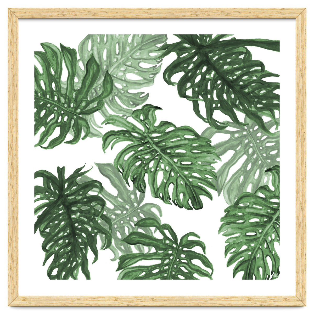 Monstera Deliciosa