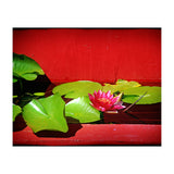 Pond lily (Print Only) thumbnail