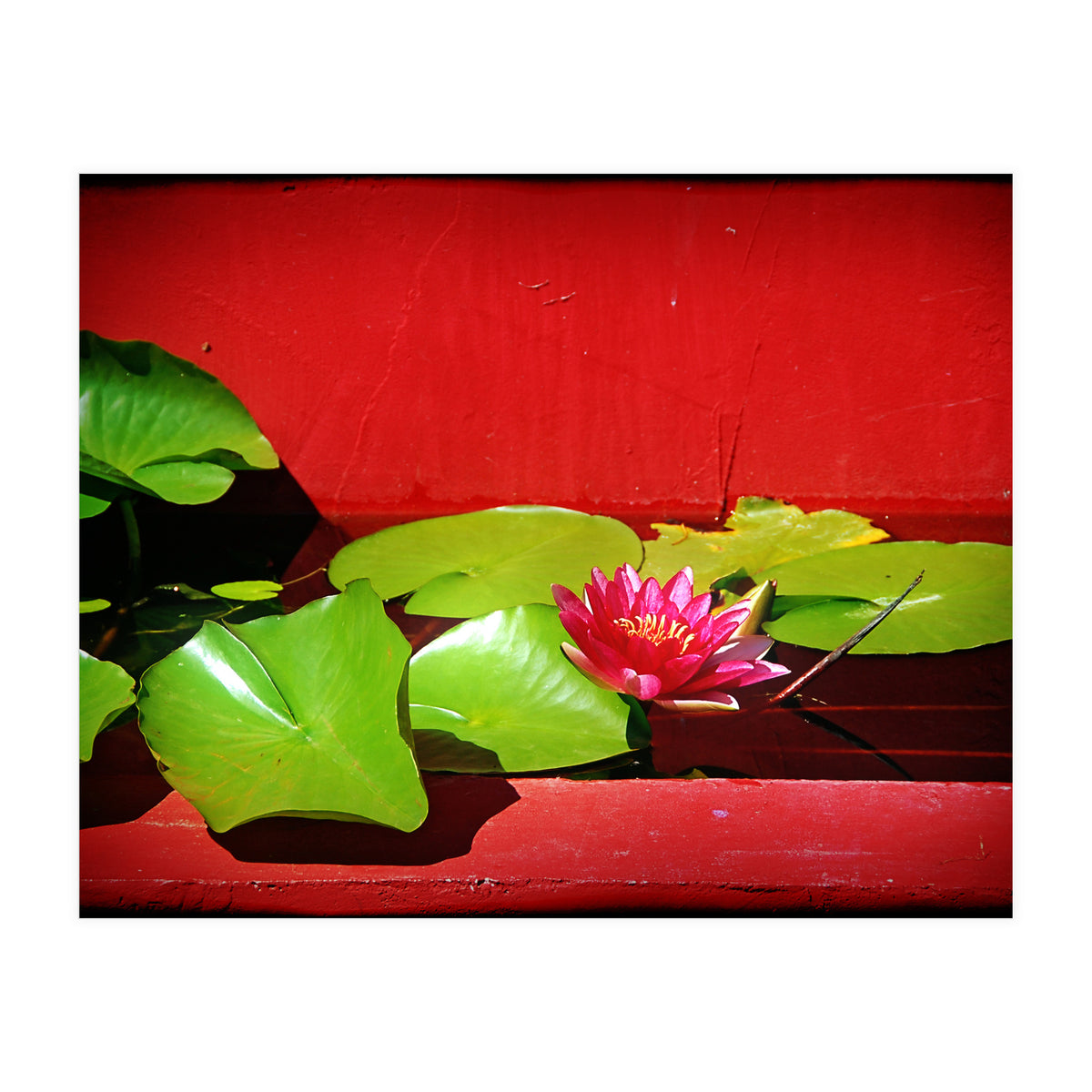 Pond lily (Print Only)