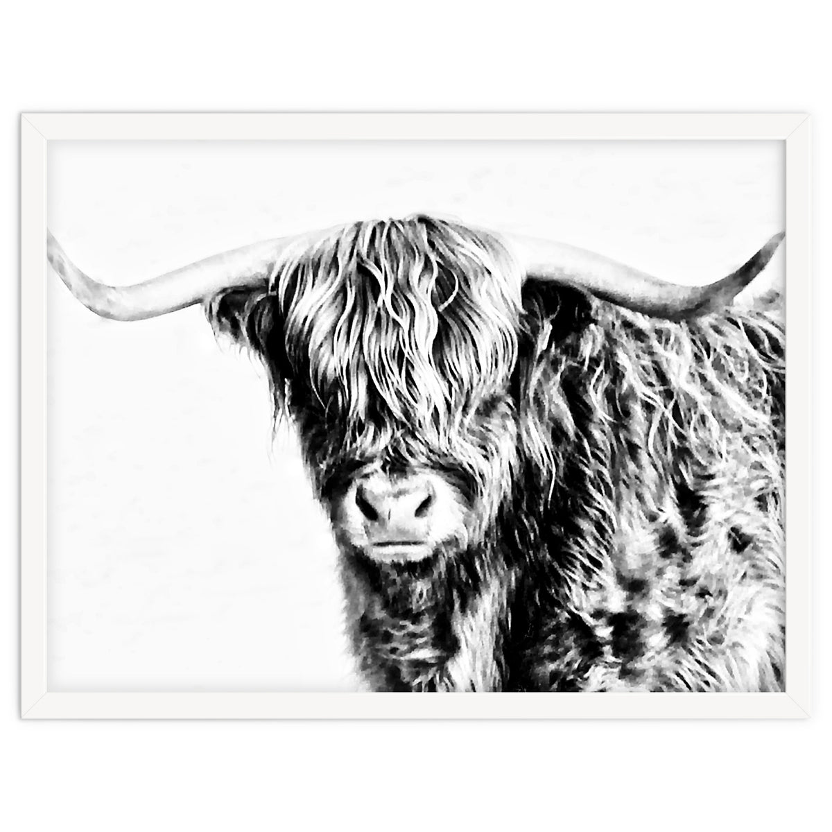 Highland bull