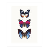 Cc Butterflies 03 (Print Only) thumbnail