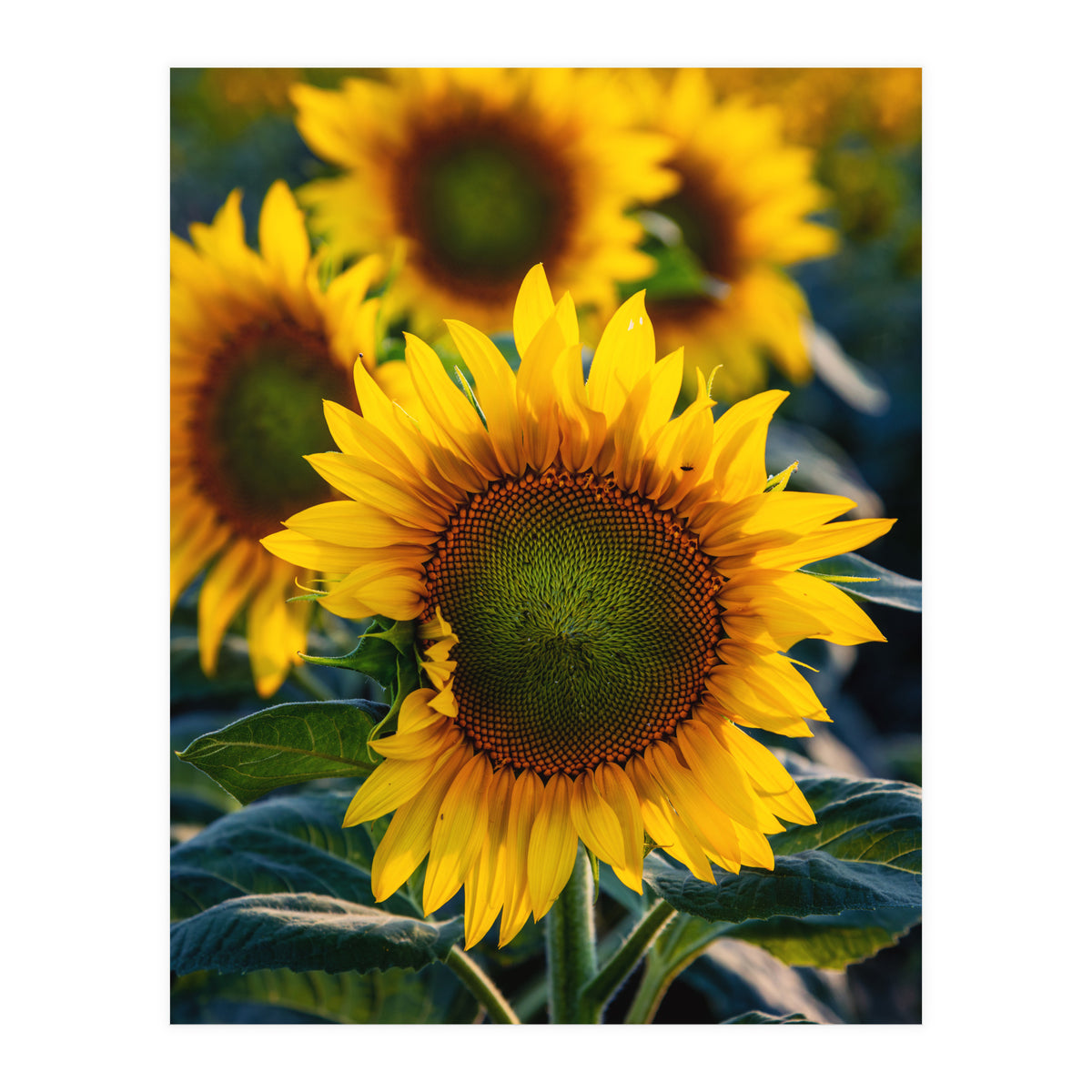 Summerflower (Print Only)