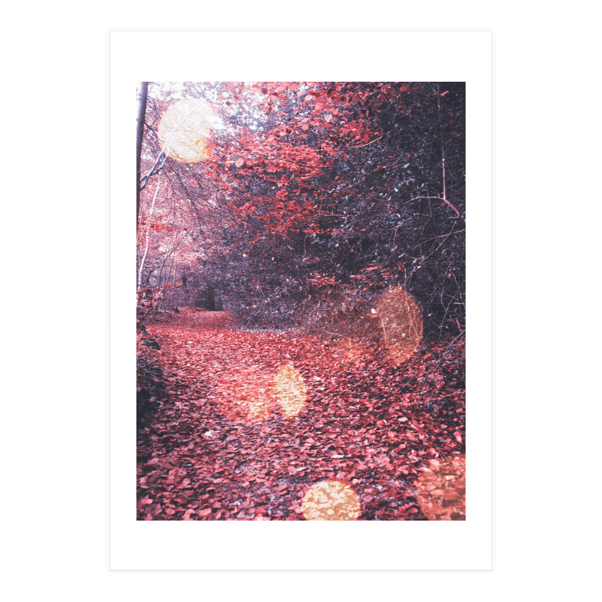 Autumn Flares (Print Only)