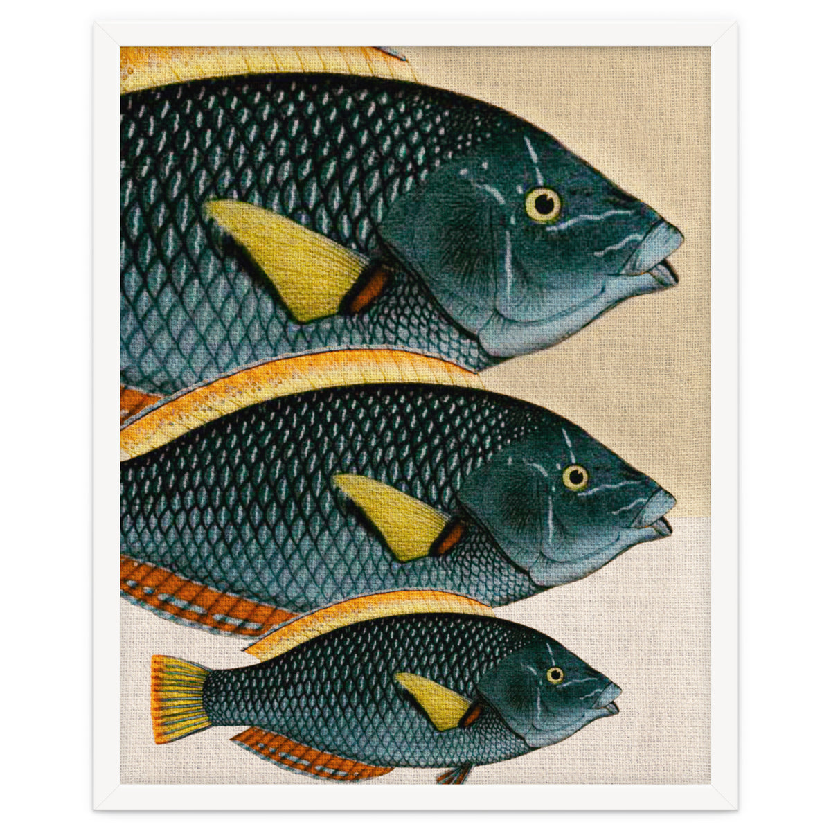 Fish Classic Designs 10