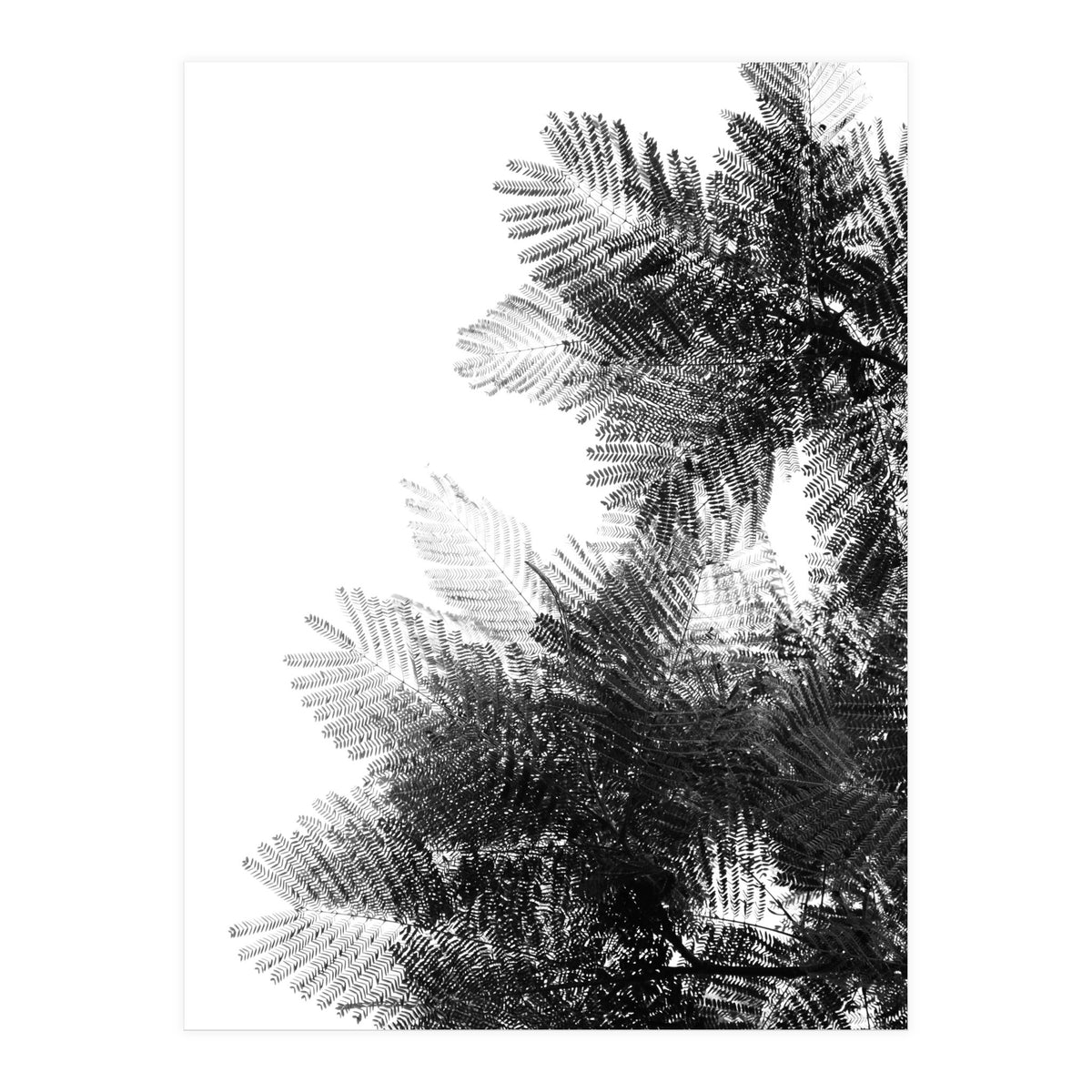 The Tree Top I (Print Only)