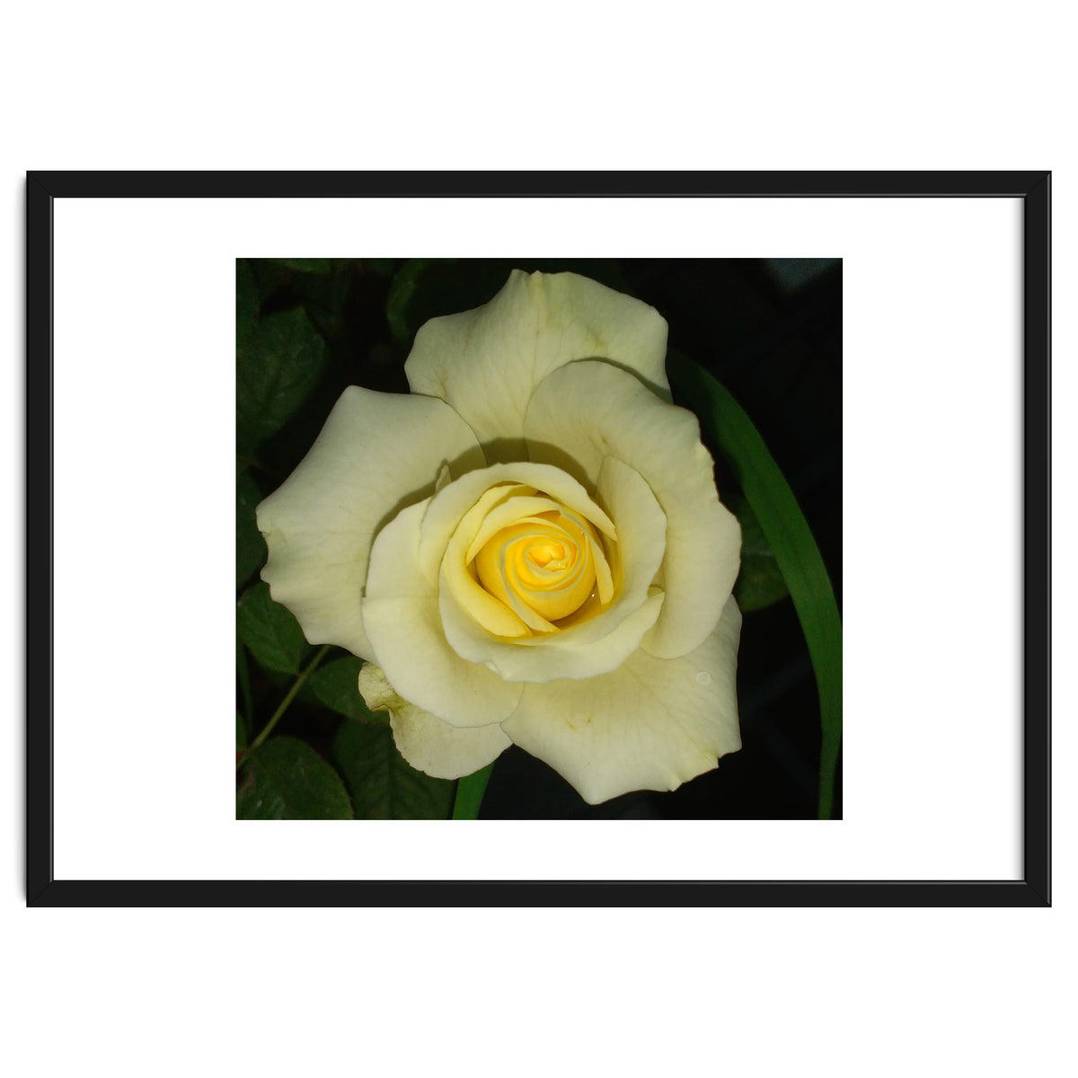 Blooming White Rose